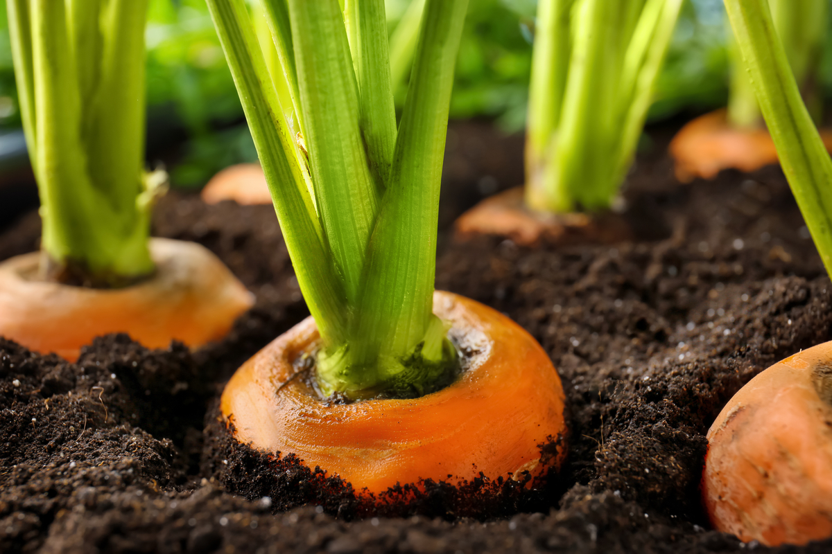  How to know when your carrots are ready for harvest