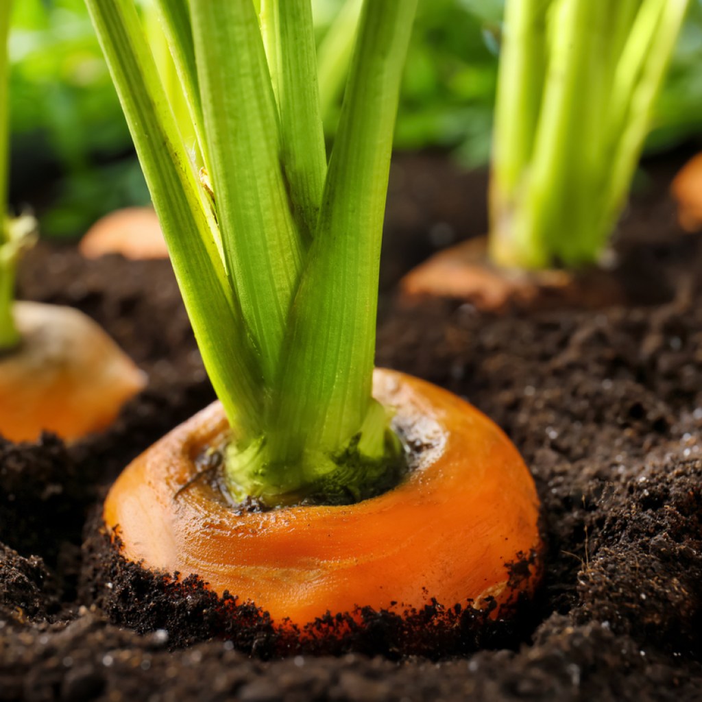 Rows of carrots growing from the ground