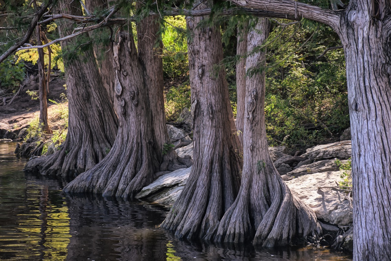 Cypress trees with their roots in a river