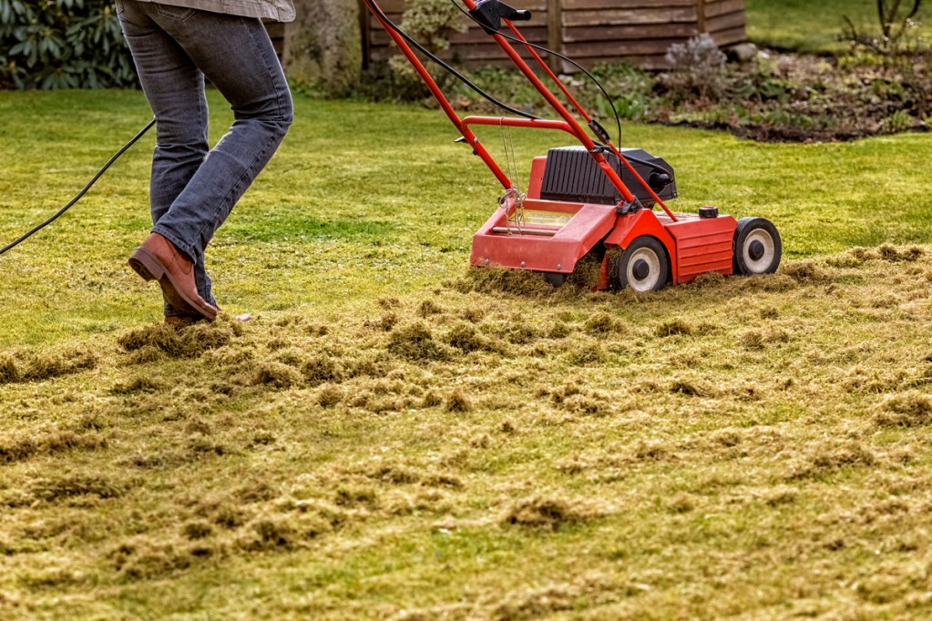 Dethatching a lawn with an electric dethatcher
