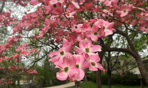 Dogwood tree with pink flowers