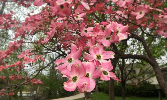 Dogwood tree with pink flowers