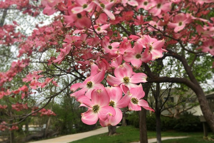 Dogwood tree with pink flowers