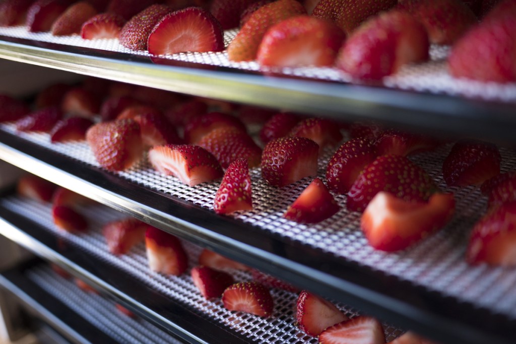 Cut strawberry pieces laid on dehydrator racks