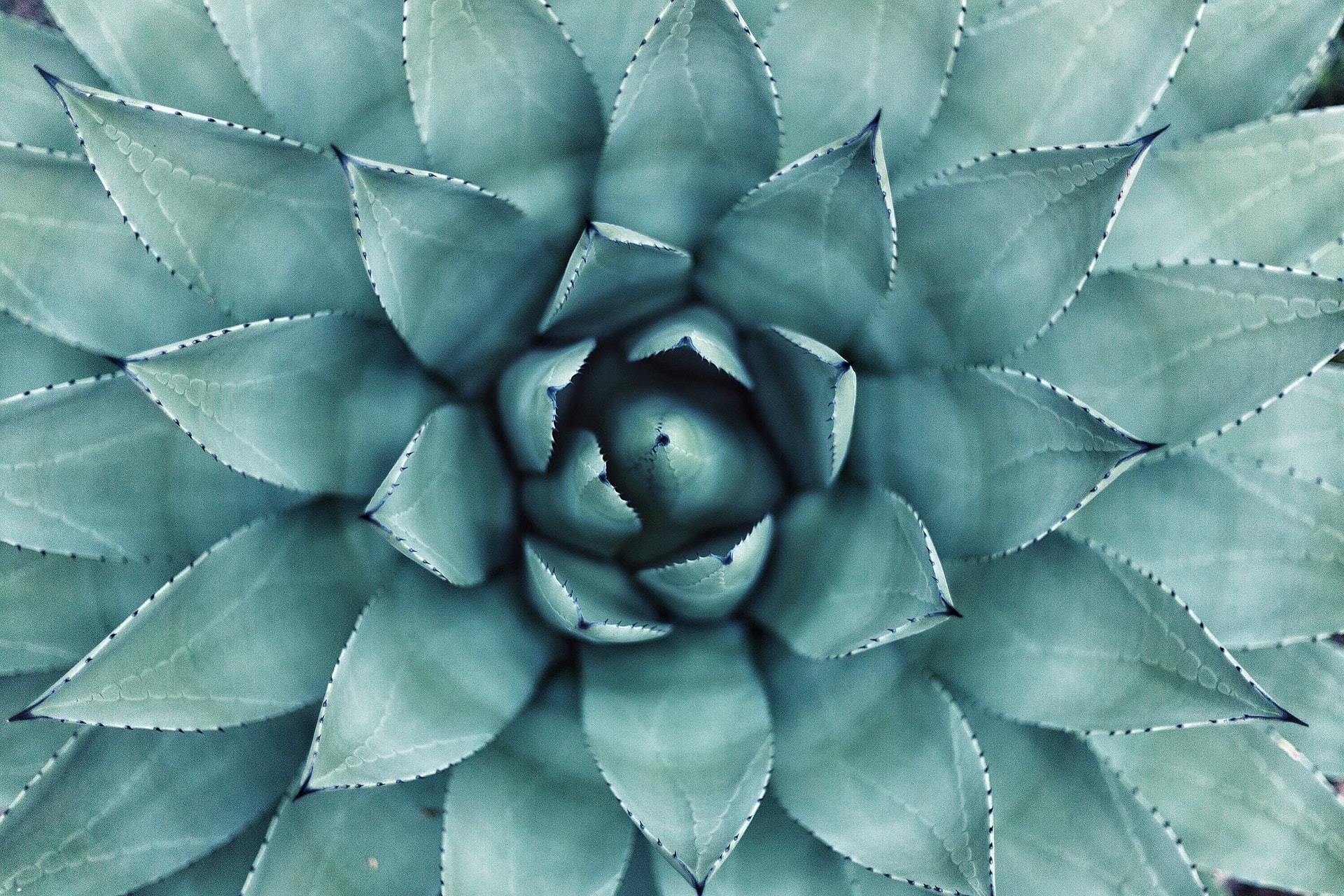 agave plant