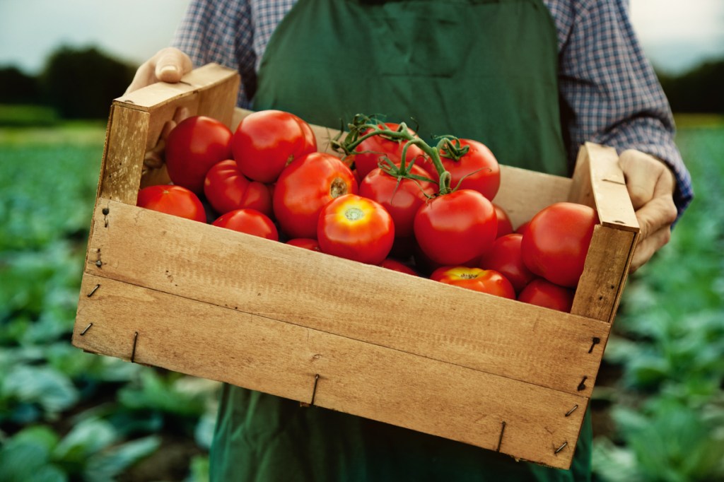 A farmer carrying a crate of tomatoes