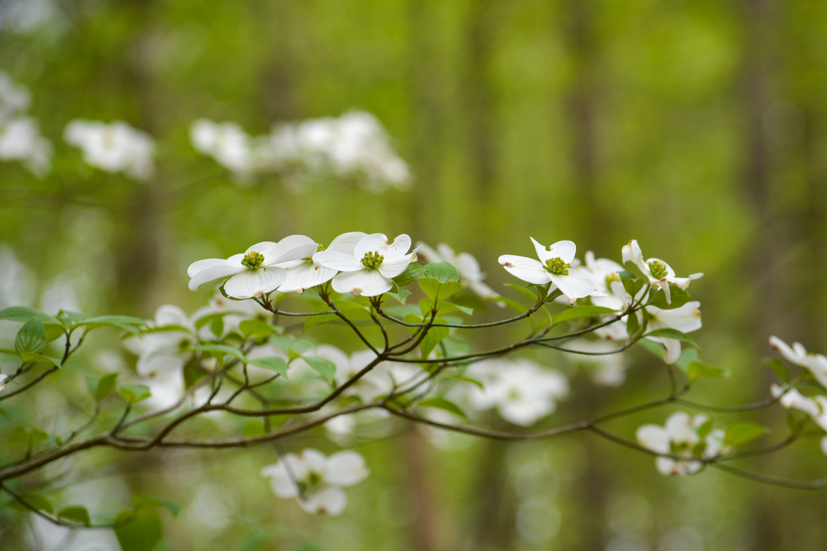flowering dogwood branch