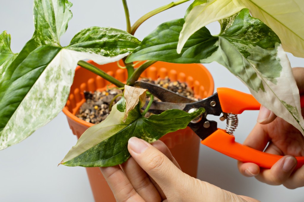 Gardener pruning a plant