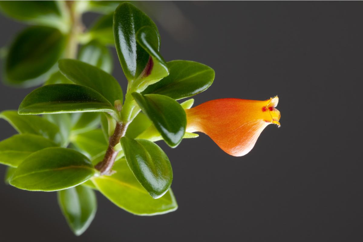 Goldfish plant