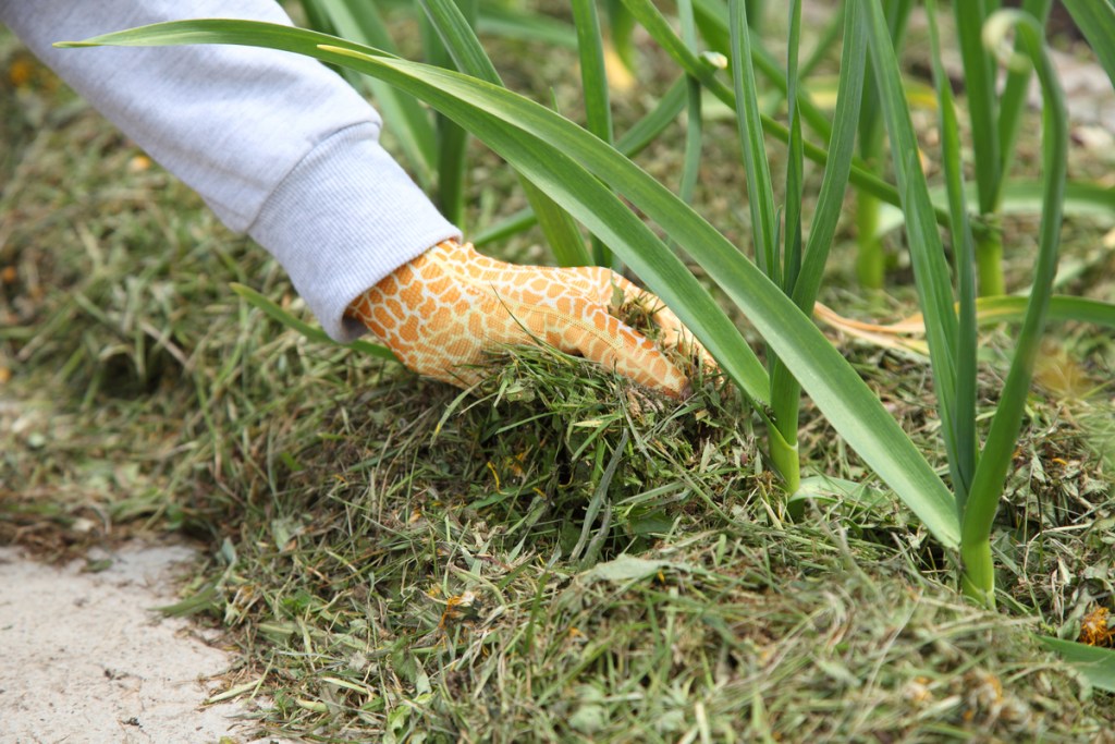 A person applying grass mulch to a garden