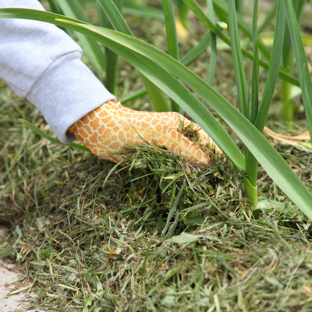 A person applying grass mulch to a garden