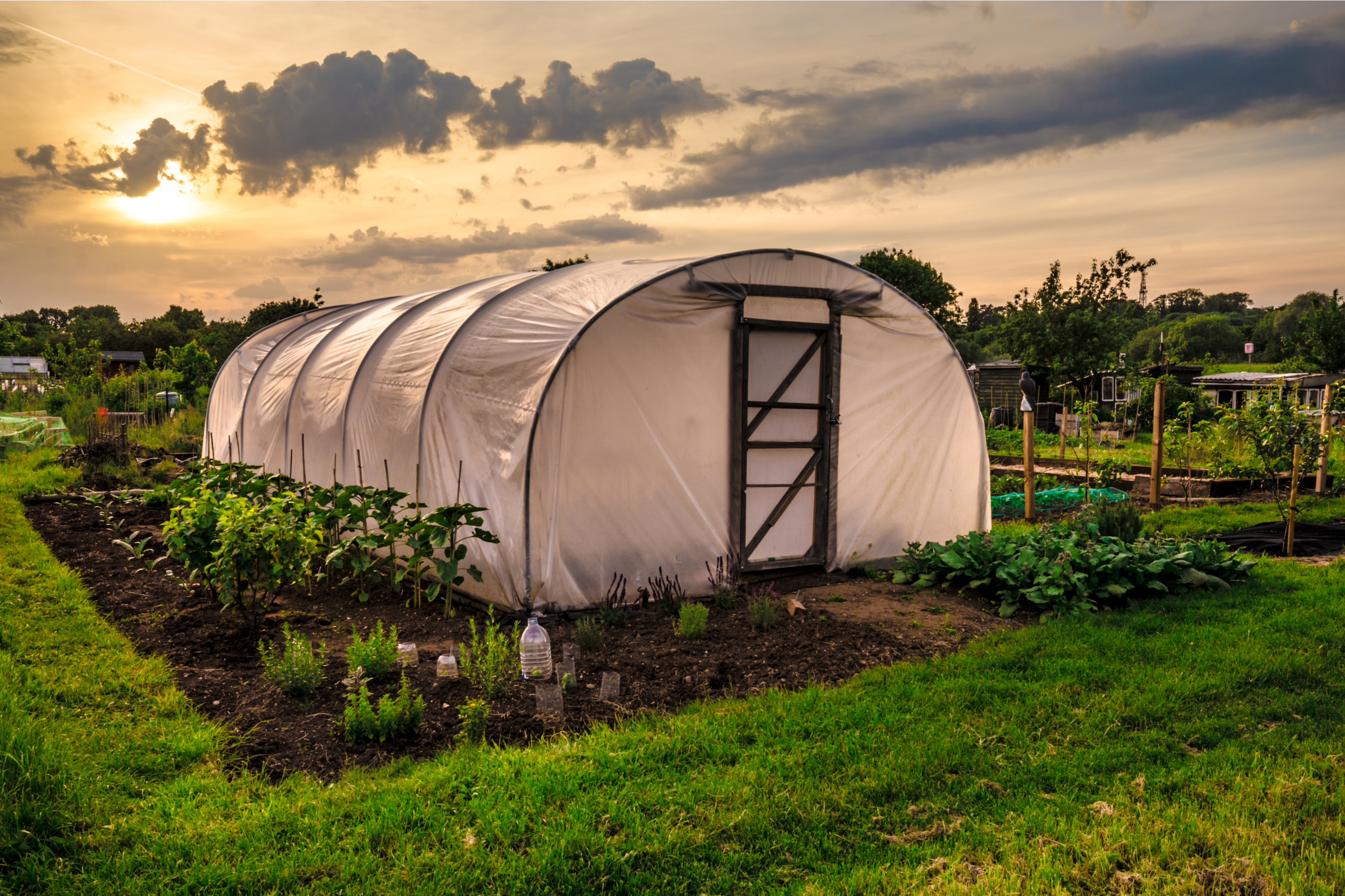 Polytunnel vs greenhouse Which one is right for you? HappySprout