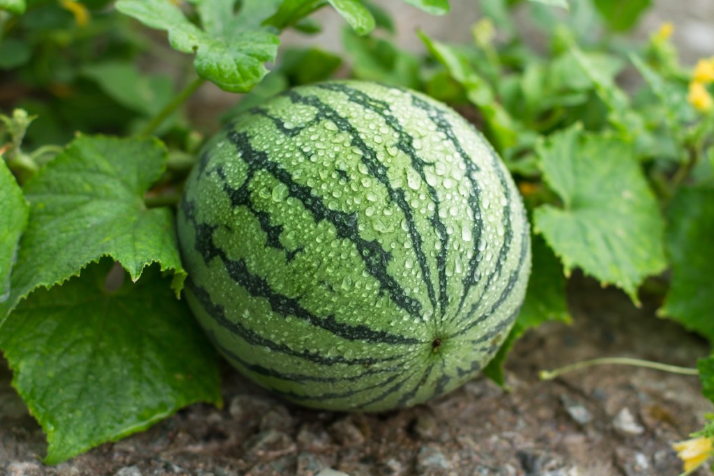 Growing watermelon