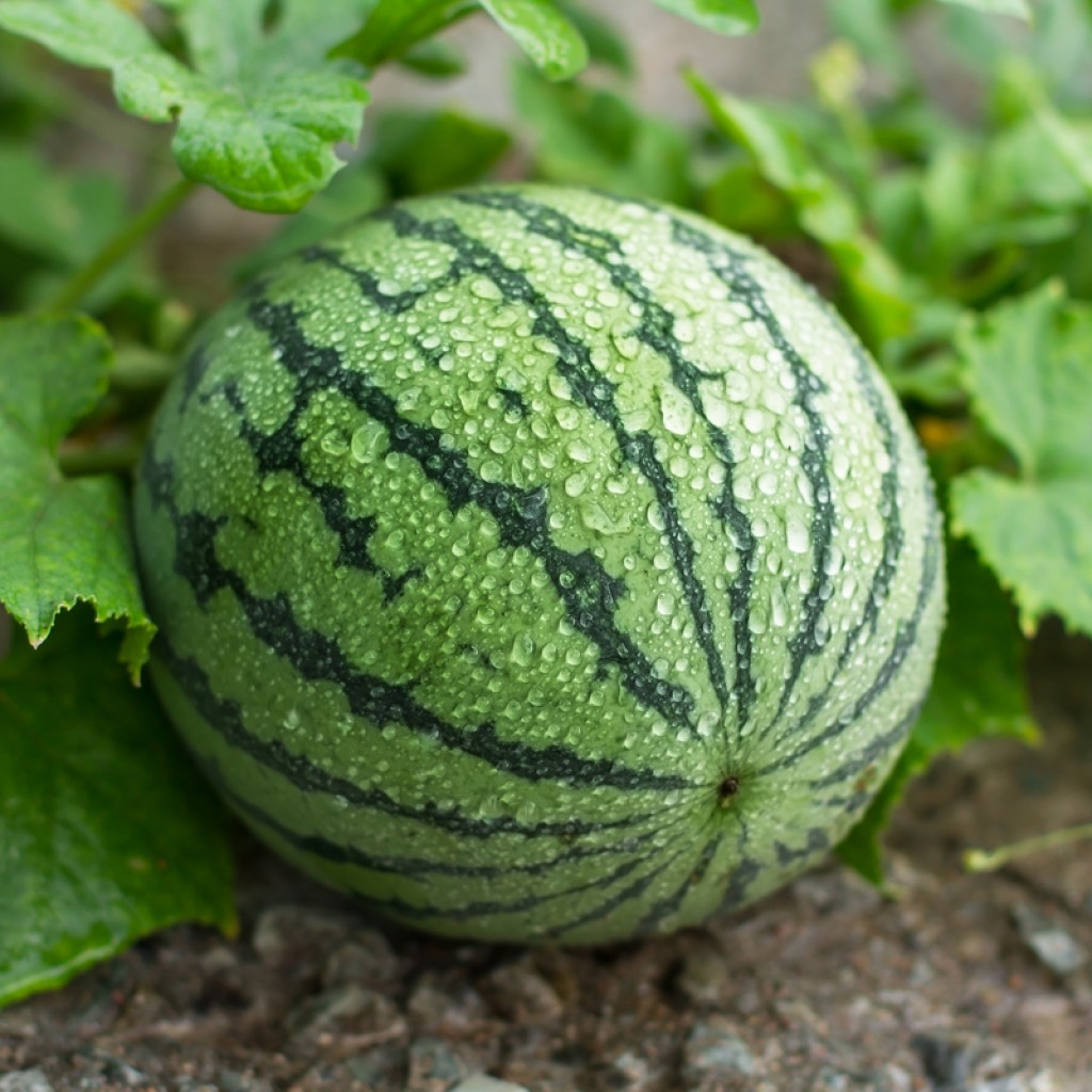 Growing watermelon