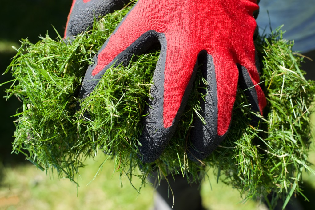 Hands holding fresh grass clippings