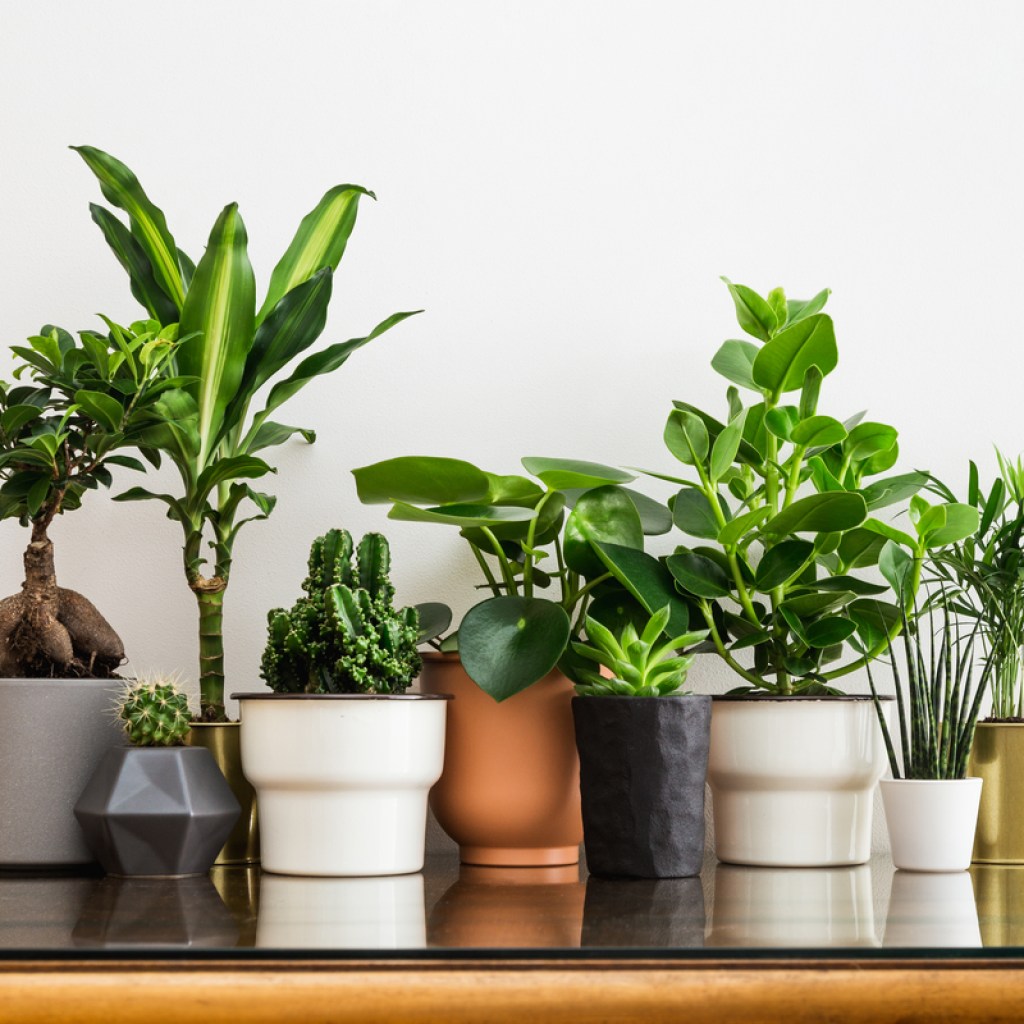 Houseplants on a shelf
