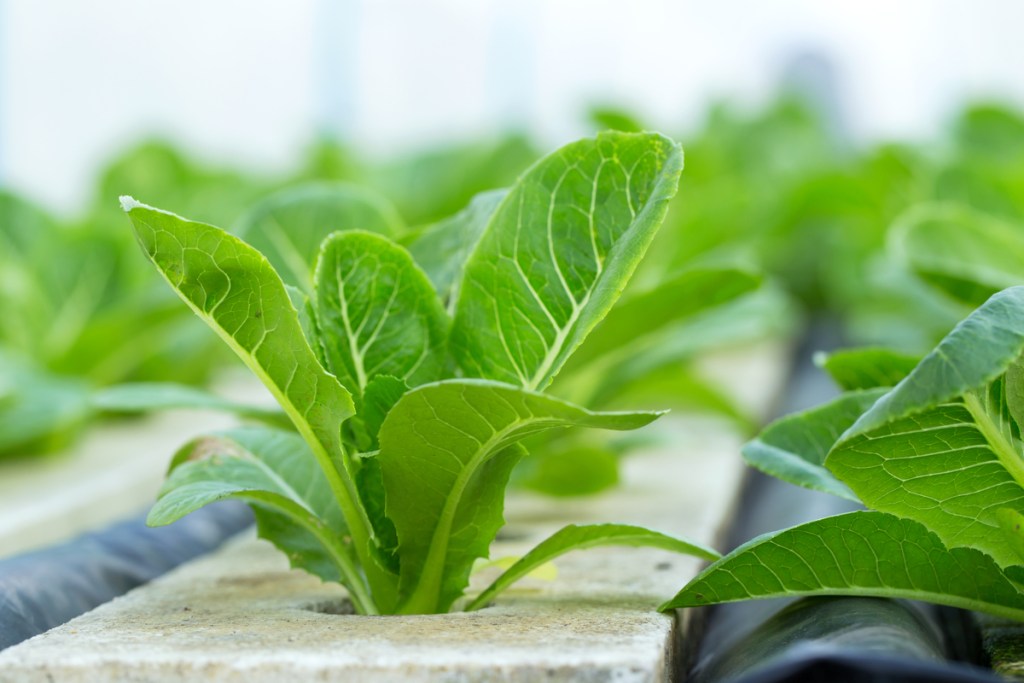 A leafy vegetable growing hydroponically