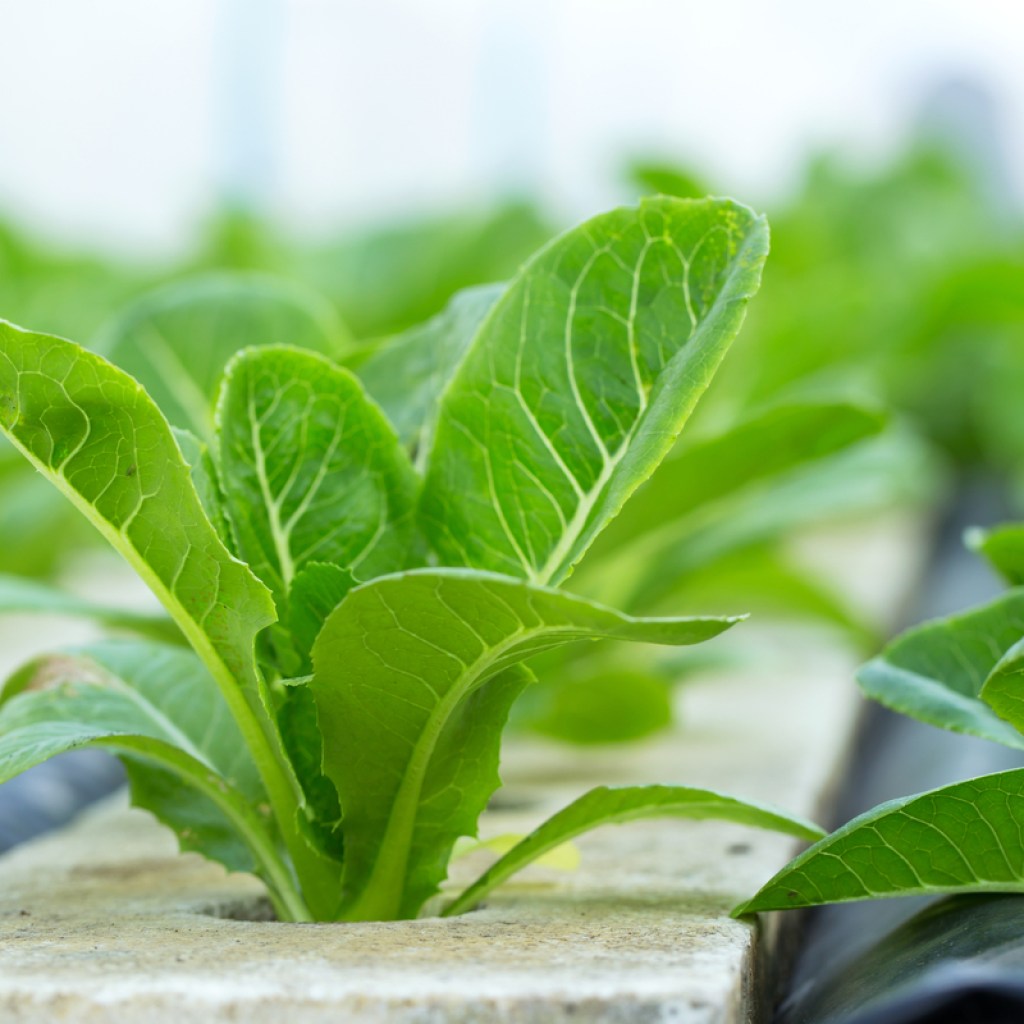 A vegetable grown hydroponically