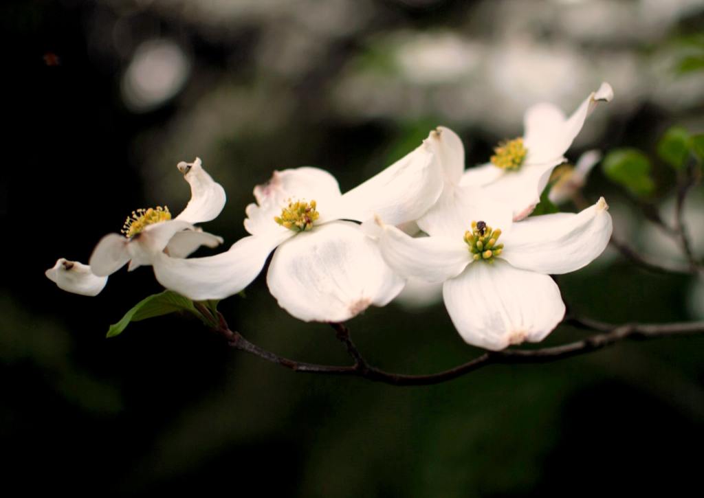 Dogwood flower