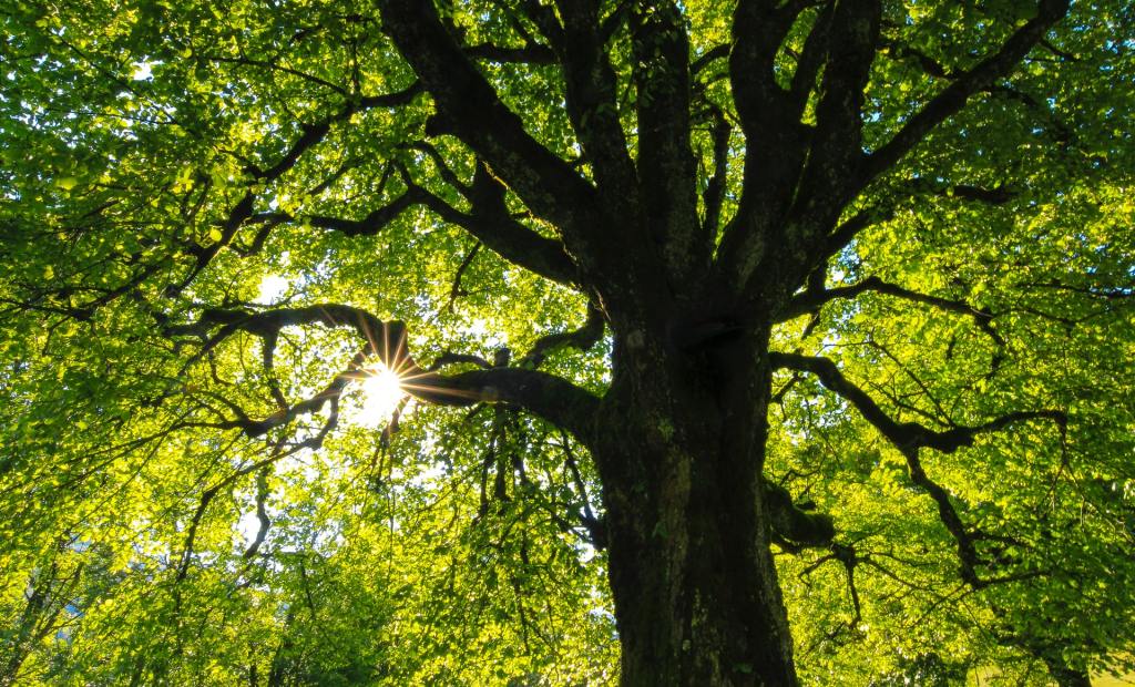 Underneath a tree