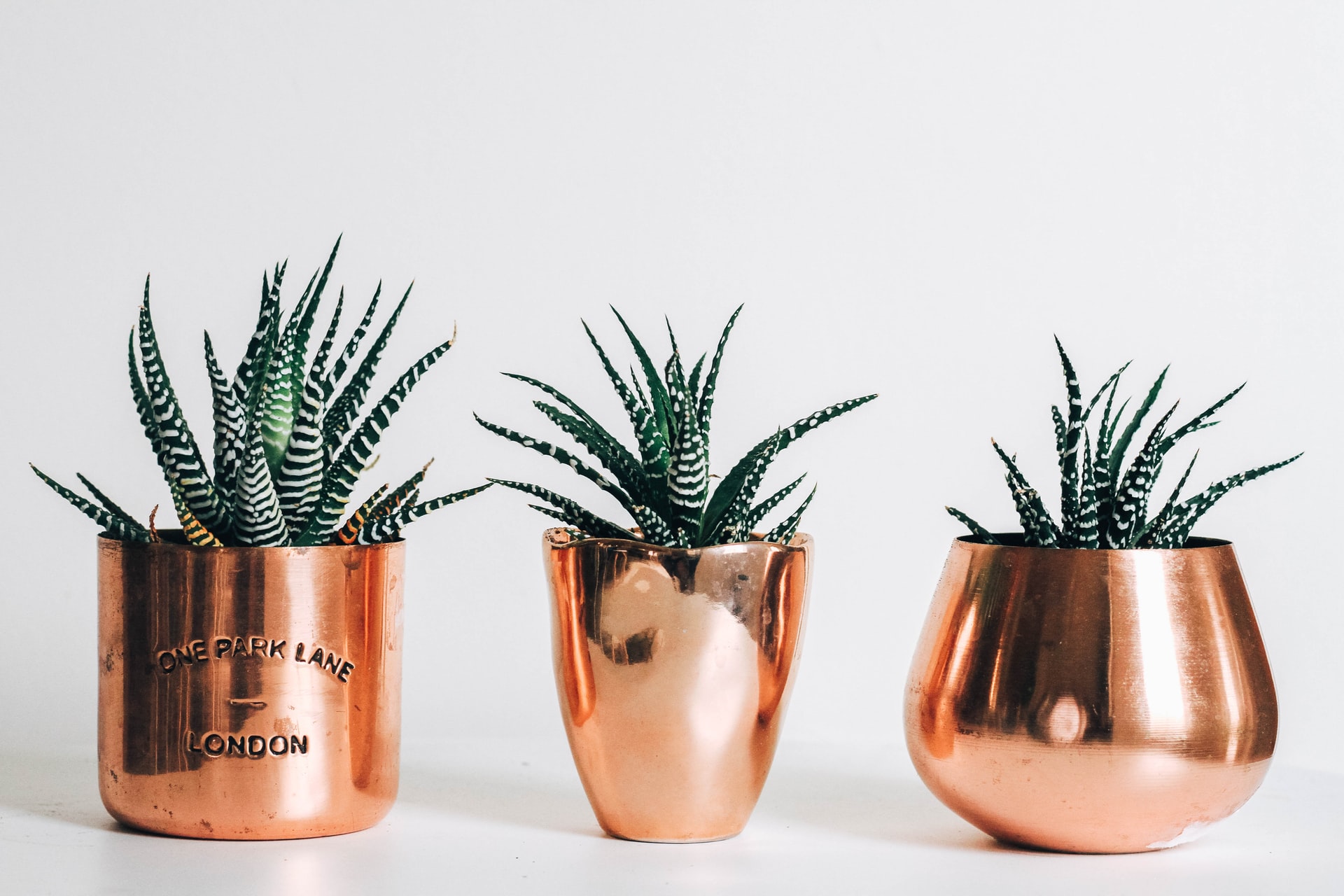 succulents in copper pots