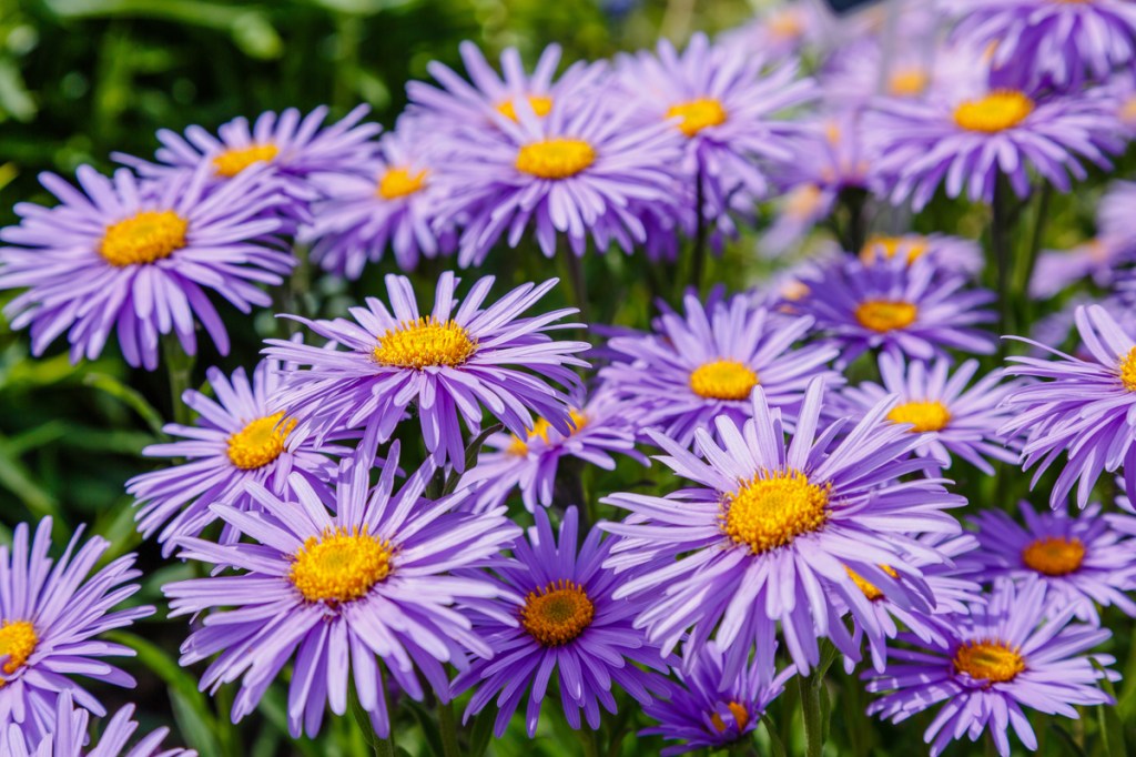Beautiful light purple asters