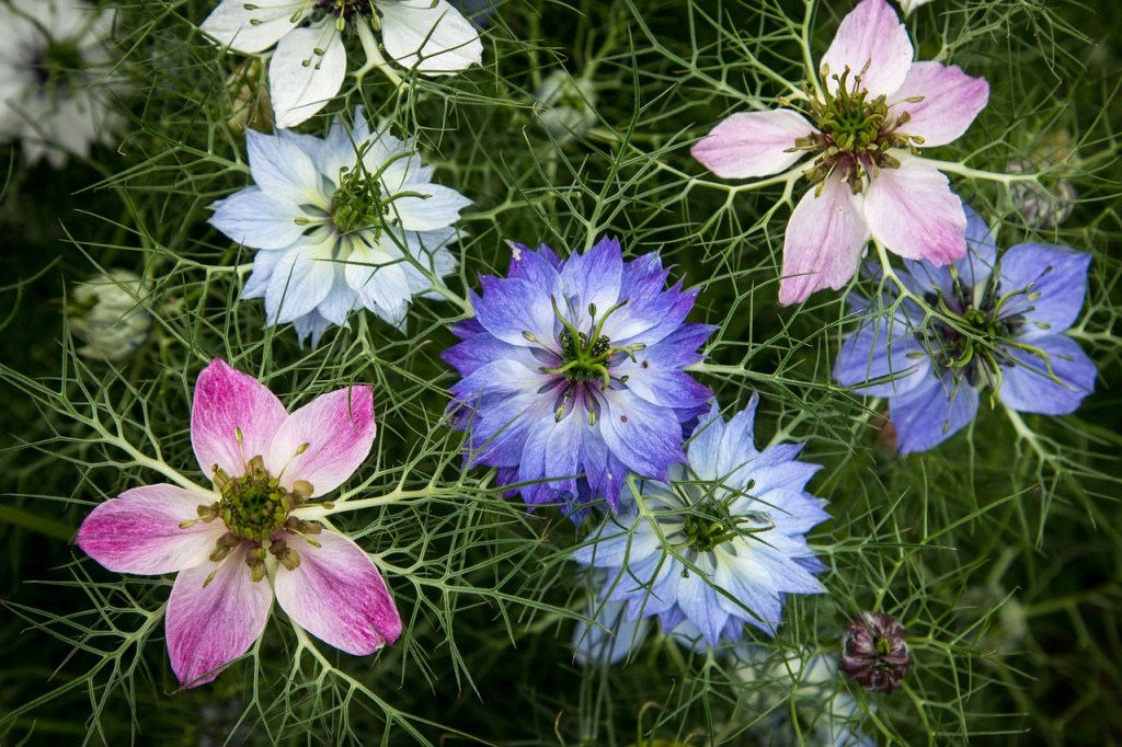Blue, white, and pink love in a mist flowers