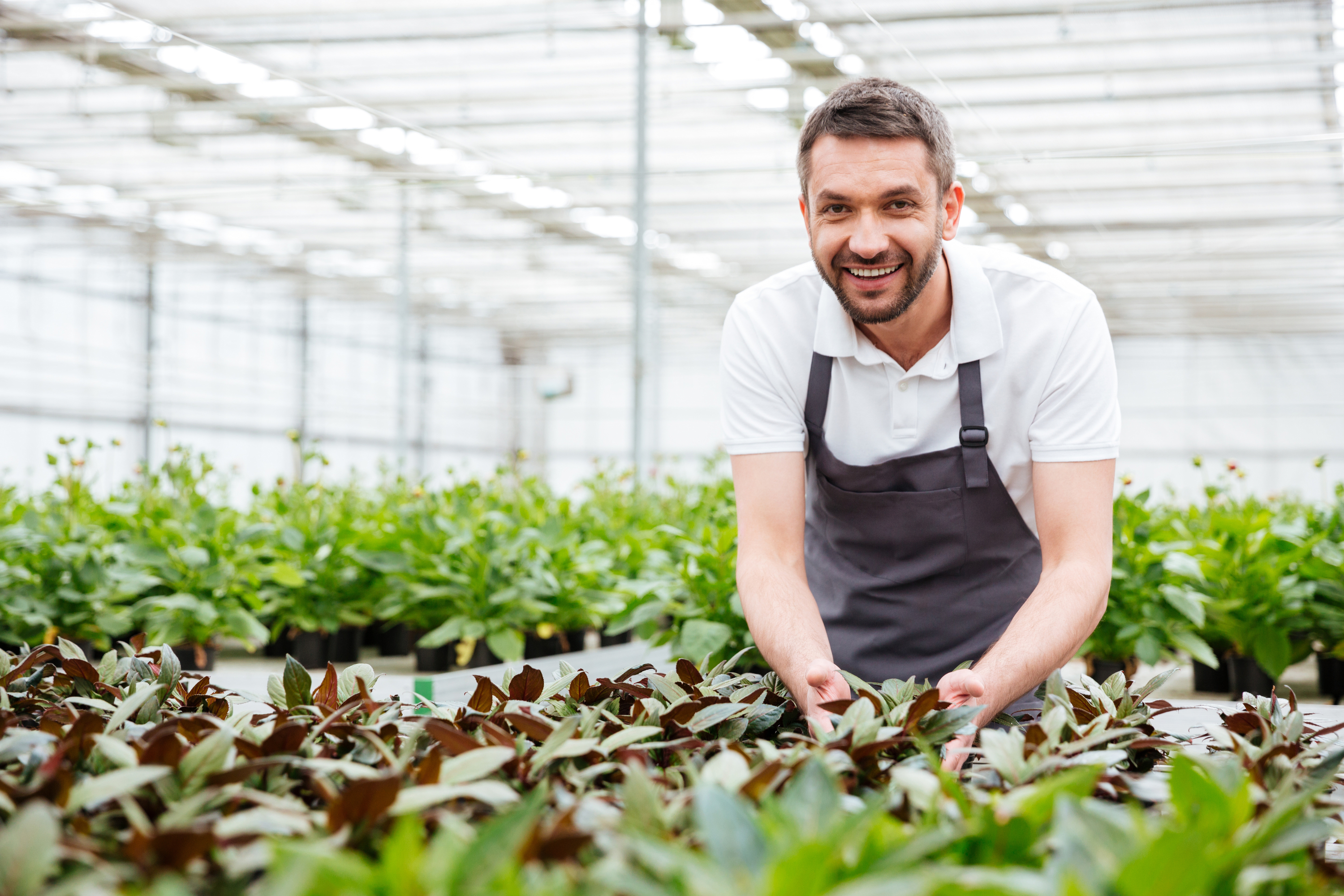 A man working in a greenhouse