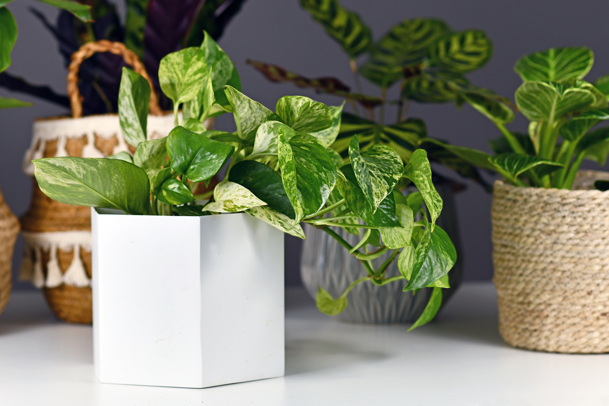  If your pothos plant has gotten out of hand, you may need to repot — Heres how