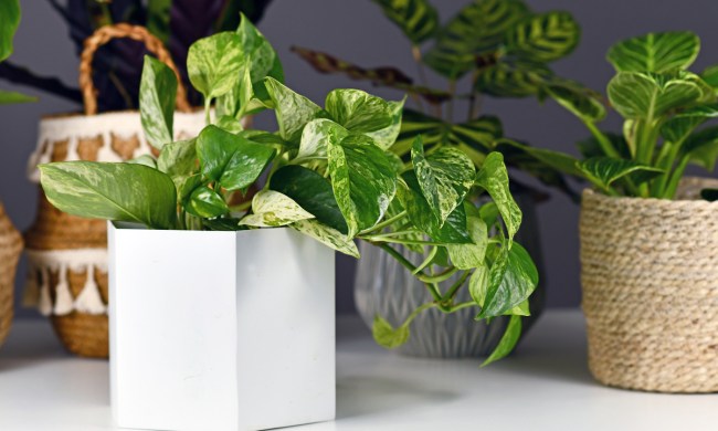 Marble queen pothos