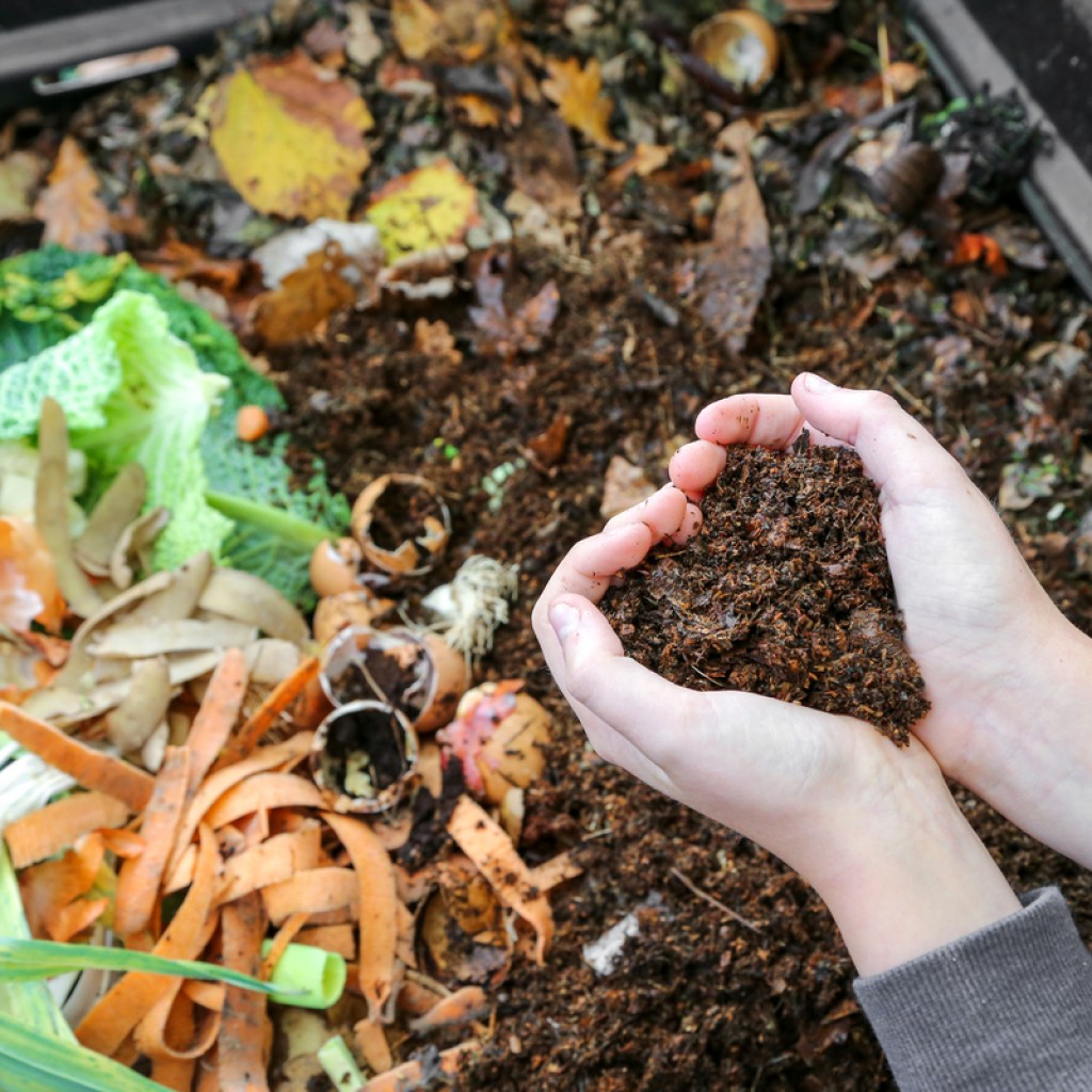 A person holding compost in their hands