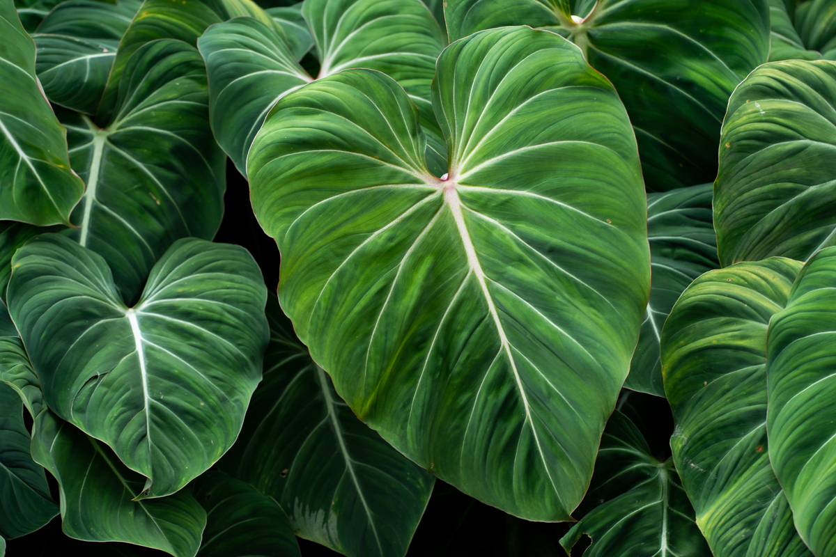 Philodendron gloriosum