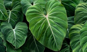 Philodendron gloriosum