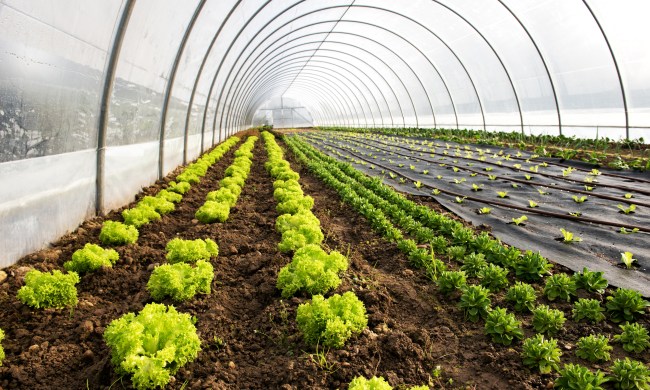 Rows of plants in a greenhouse