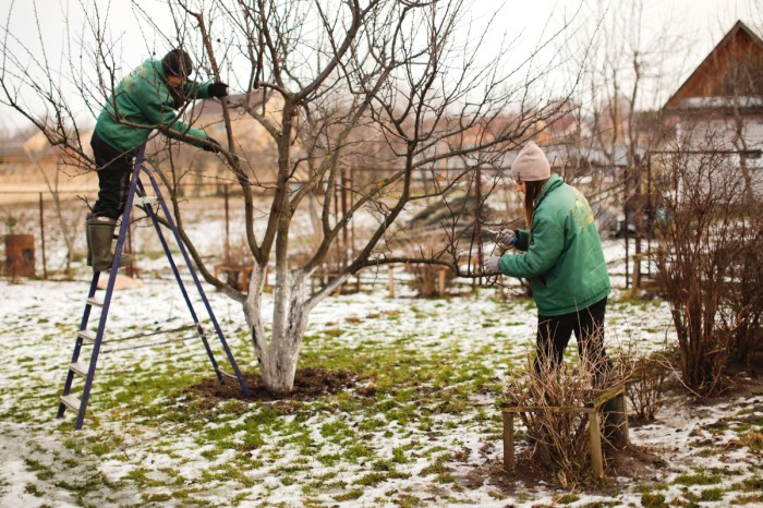 man and woman pruning an apple tree