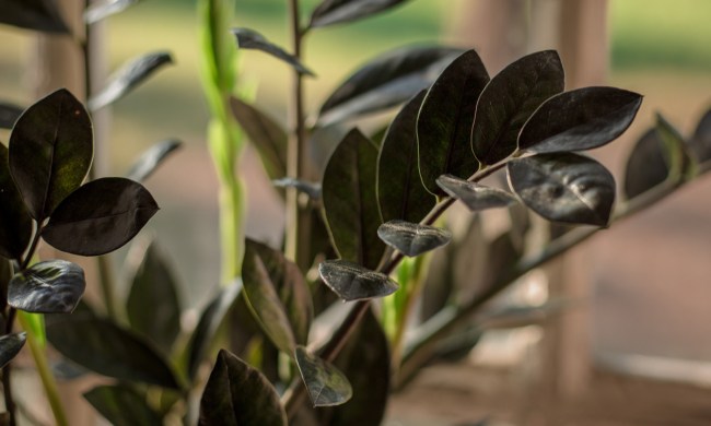 Raven ZZ plant