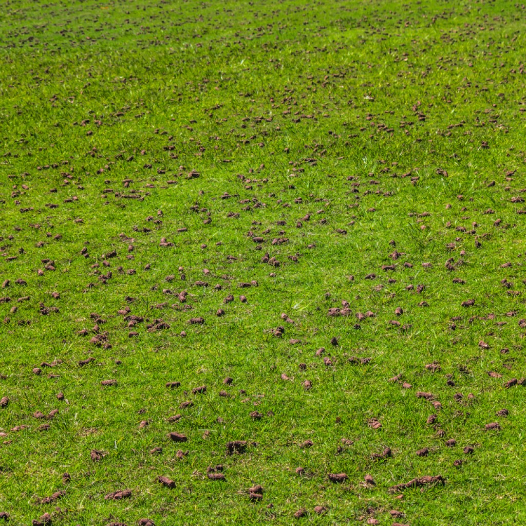 A lawn with several rows of small holes