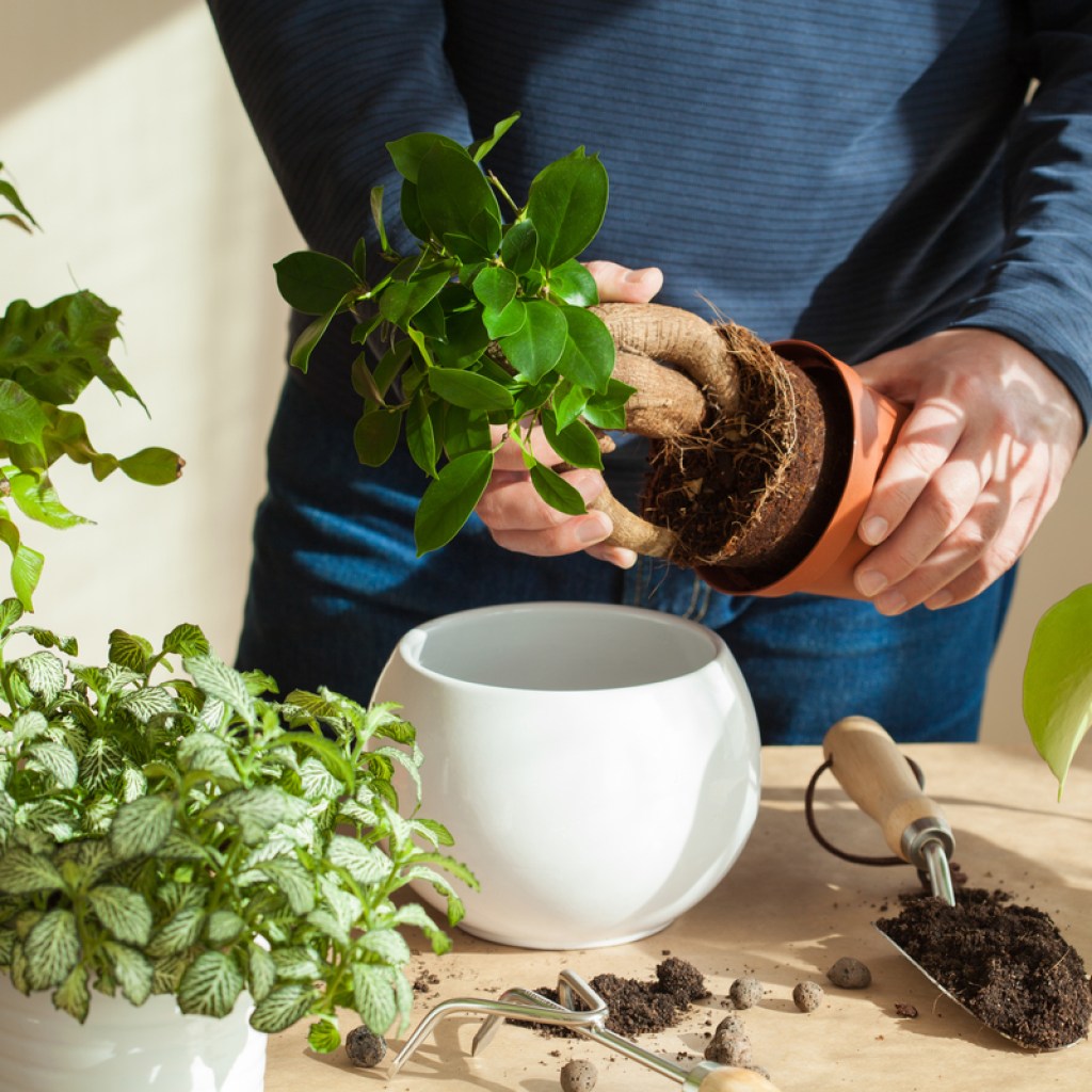 Person repotting a plant