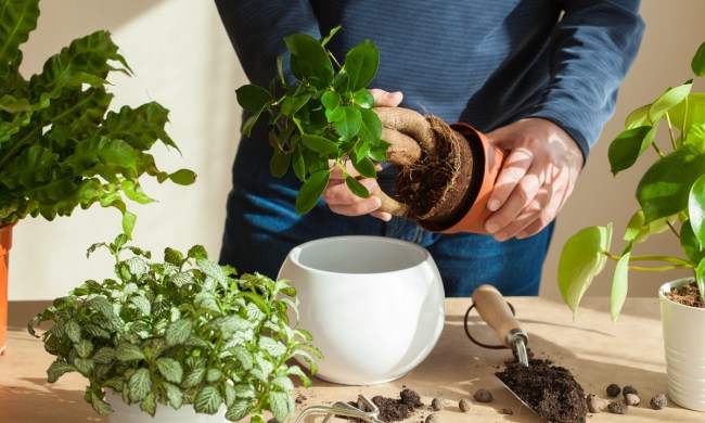 Person repotting a plant