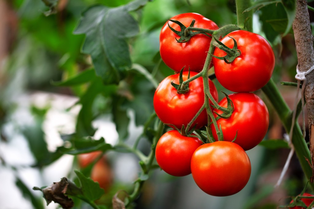 Ripe tomatoes on a vine