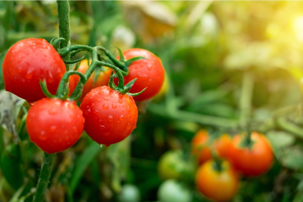 A cluster of ripened tomatoes