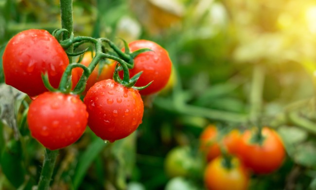 A cluster of ripened tomatoes