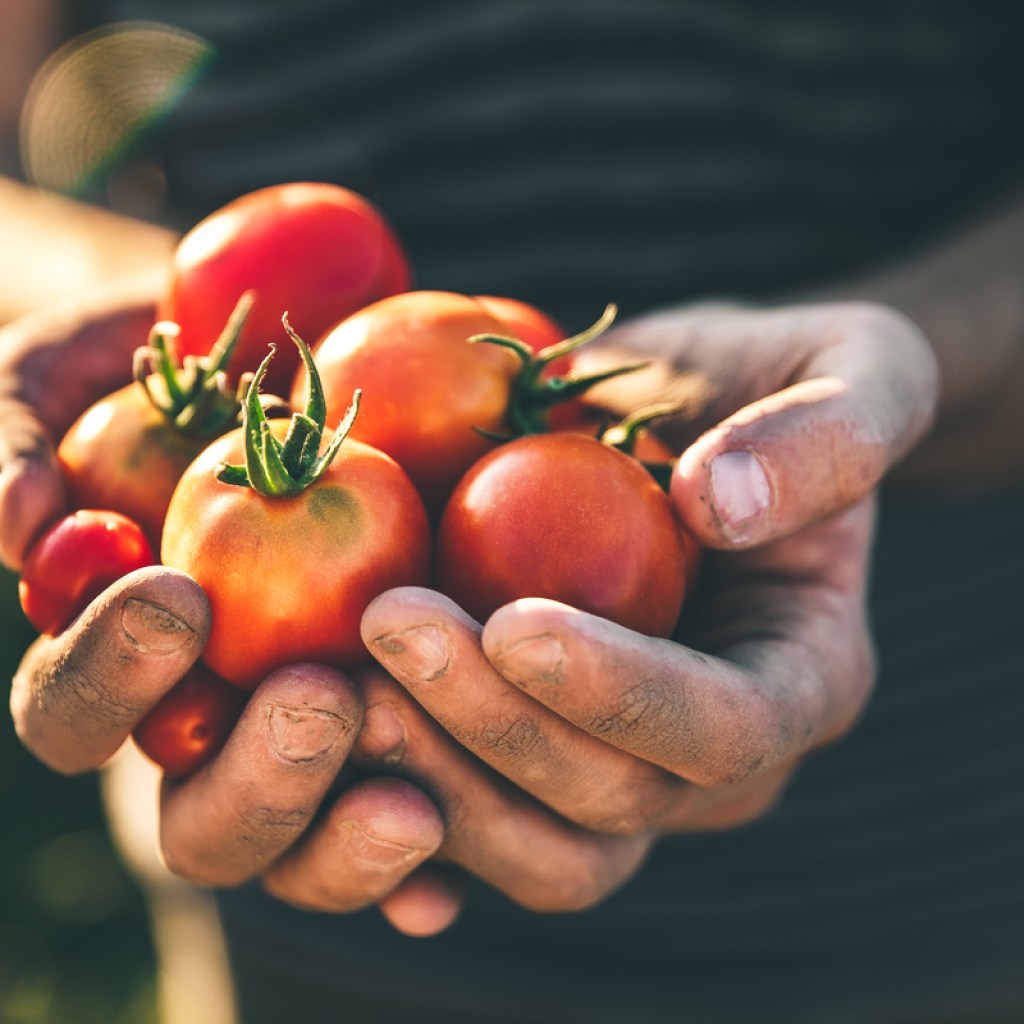 A group of small tomatoes in gardener's hands
