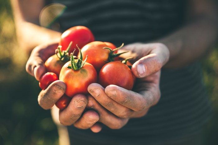 A group of small tomatoes in gardener's hands