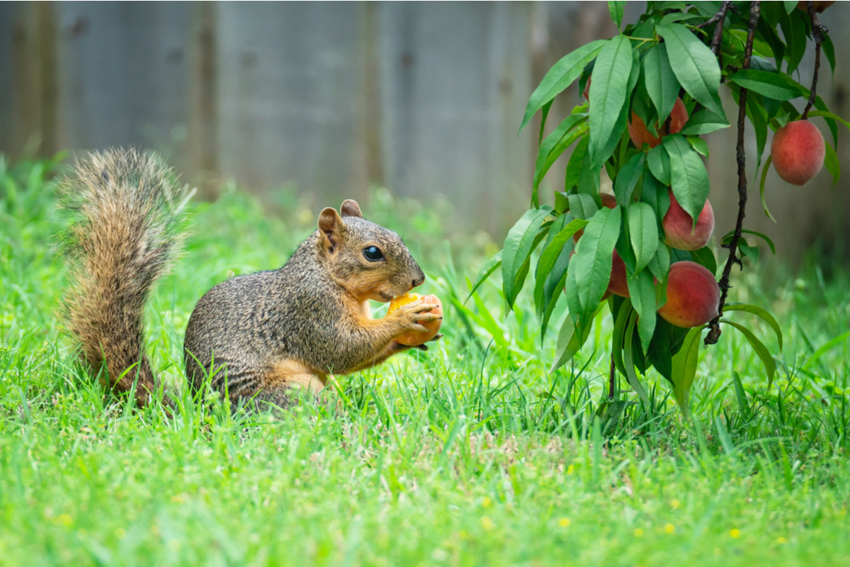 Squirrel eating a peach from a tree