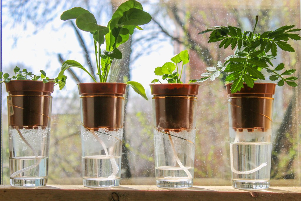 Plants using wick system