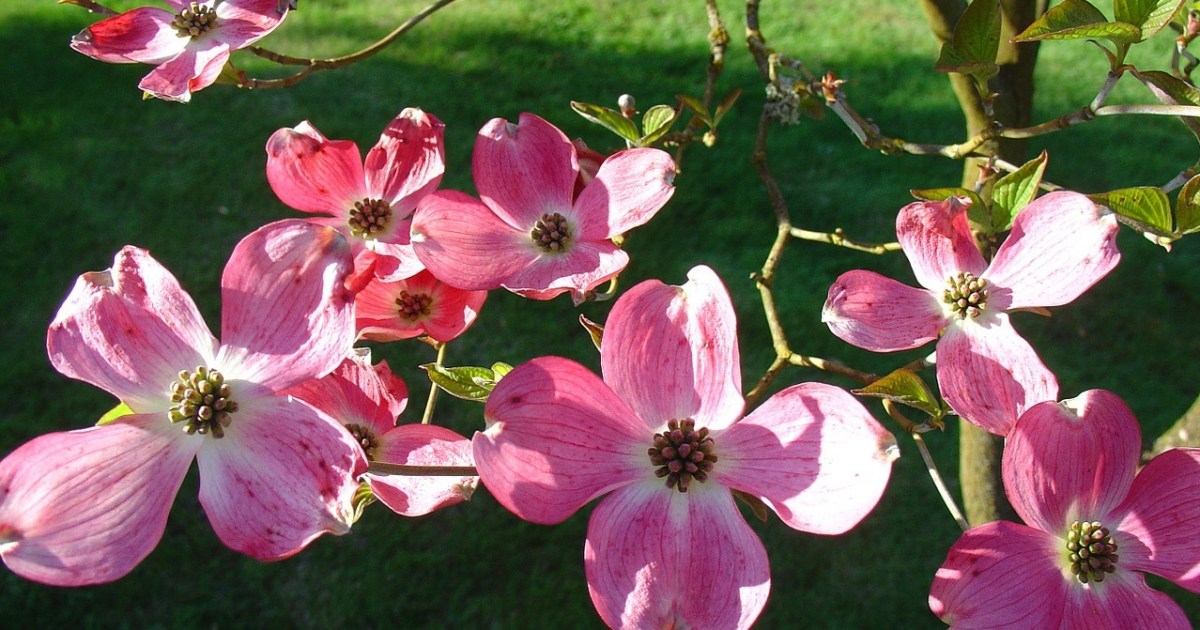How To Plant A Dogwood Tree As A Pretty Yard Addition HappySprout