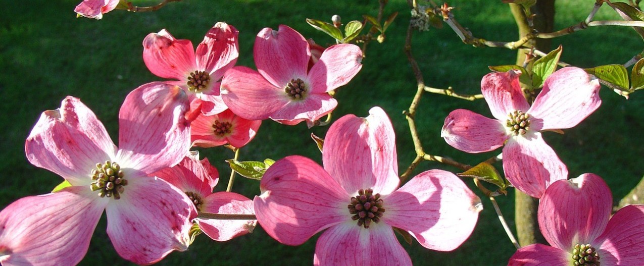 A young dogwood tree with pink flowers