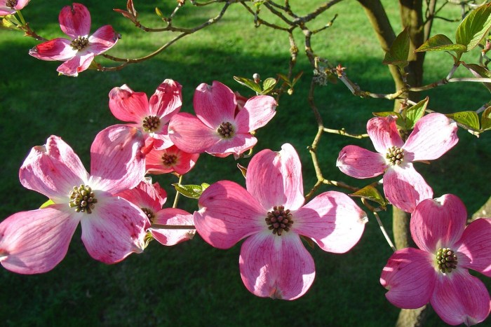A young dogwood tree with pink flowers