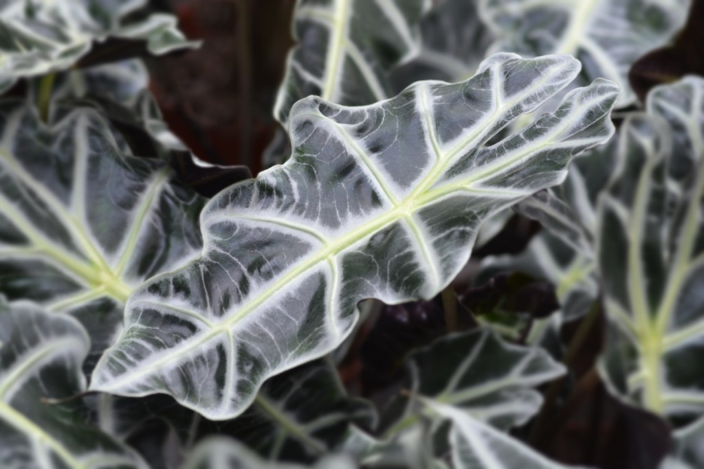 African mask plant leaf